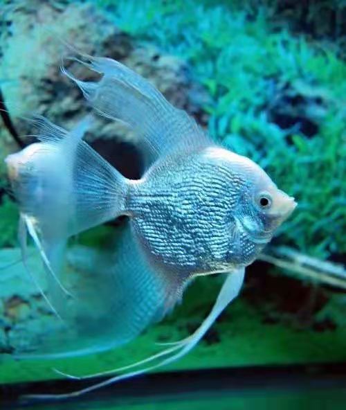 怎样看观赏鱼的状态,怎么判断观赏鱼的健康状况