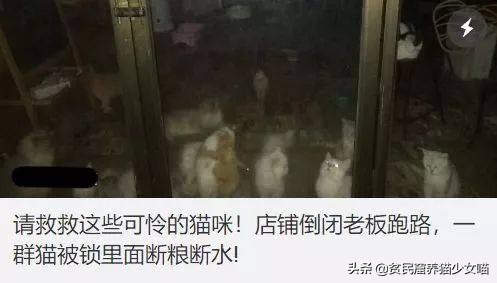 强迫接客，生病被弃，猫咖中猫咪的生存真相，根本没有那么光鲜