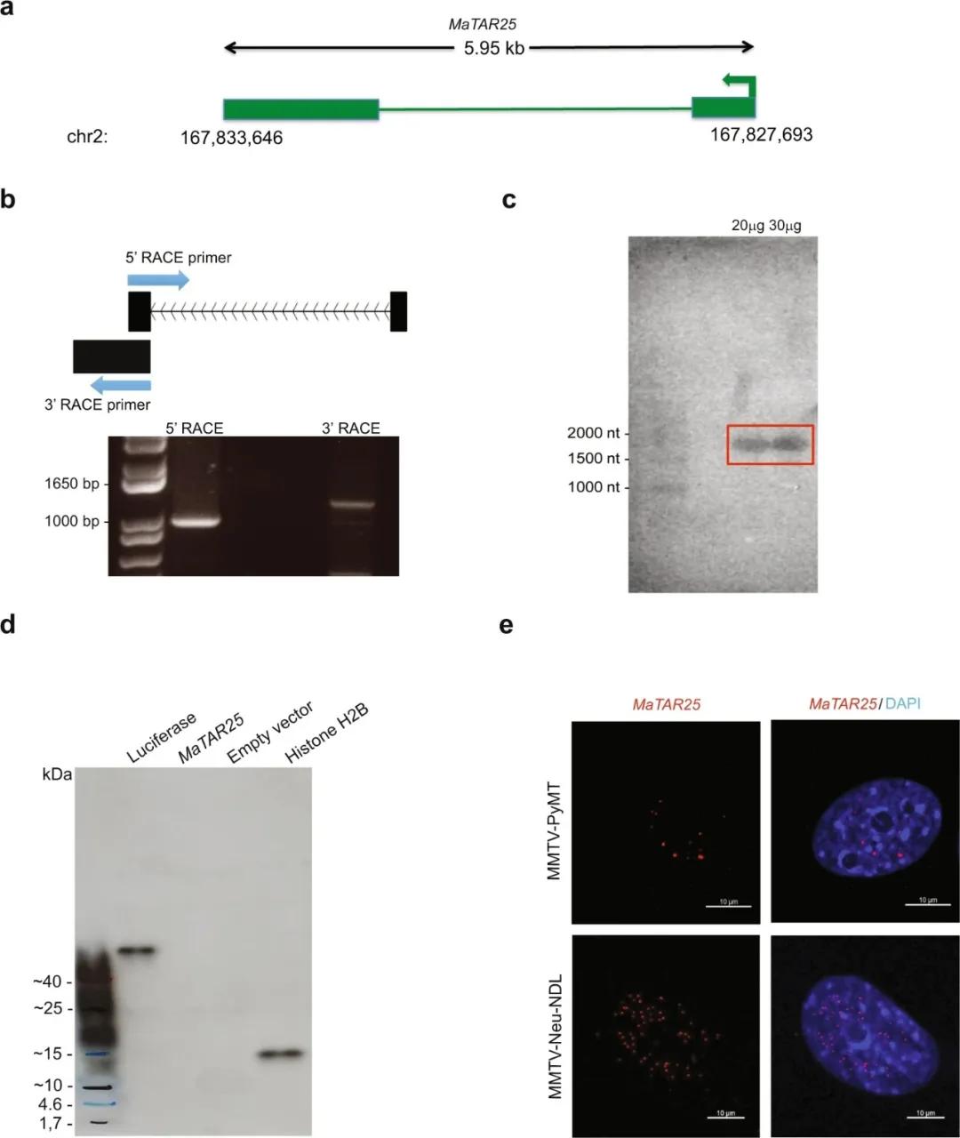 乳腺癌靶点图,乳腺癌抗癌新发现