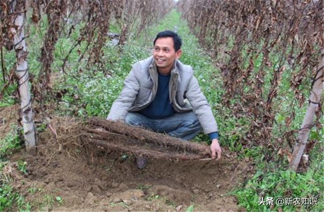 广西桂平最高产淮山种植方法,淮山怎样种植才高产