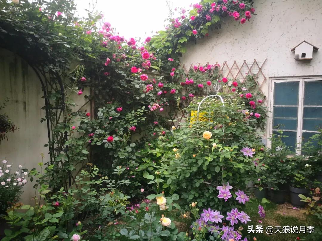 月季花是时候展现真正的技术了 (开春的第一波月季花就这么过去了)
