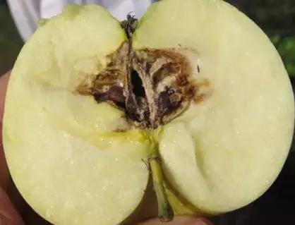 水果坏了割掉烂的地方还能吃吗,坏水果削掉一半还能吃吗