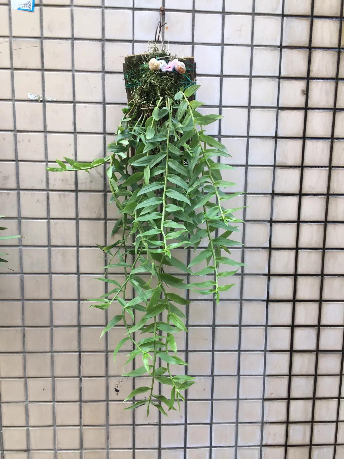 水质酸碱度变化对兰寿的影响,水质的多少对植物幼苗的影响