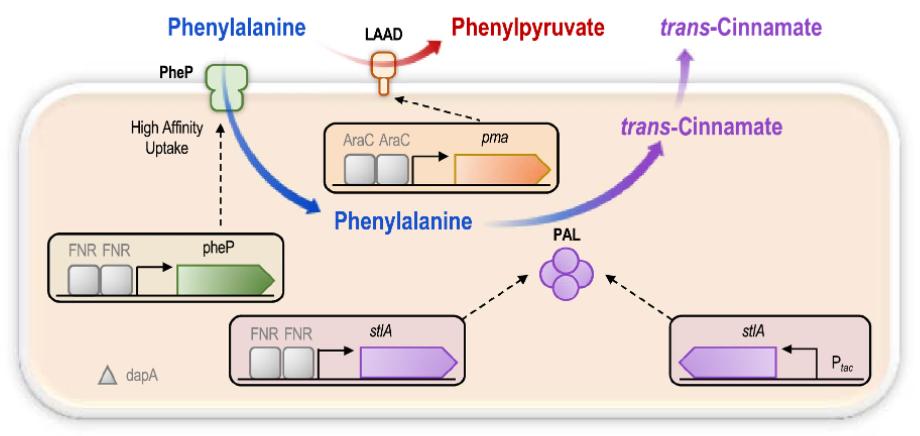 基因改造噬菌体,基因编辑疗法对人类疗效首次证明