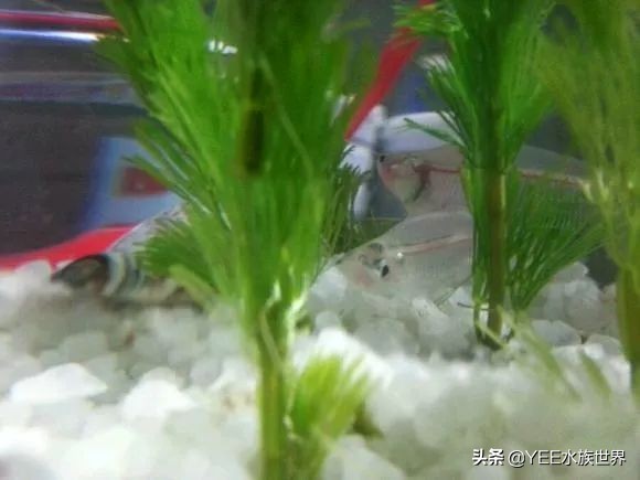 这条晶莹剔透的玻璃鱼，把自己活成了精致的艺术品