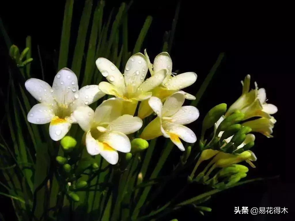 小苍兰前期花苞什么颜色,香雪兰的小苍兰怎么养