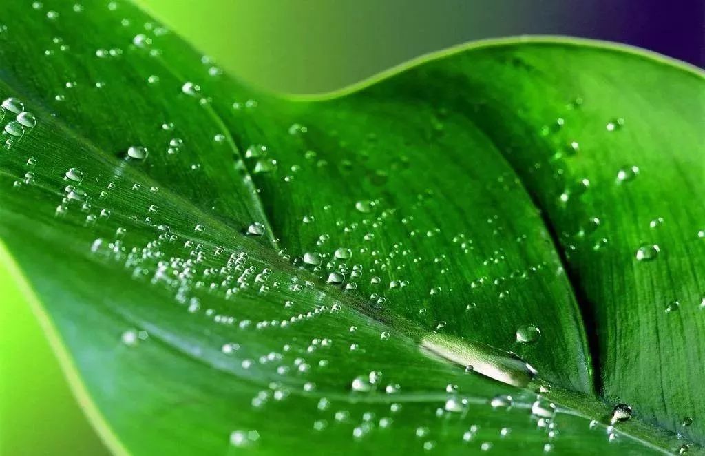 庭院花园植物风水知识,花园种植风水植物