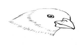 工笔画蜡嘴鸟的染色步骤,工笔画入门教程步骤图勾线