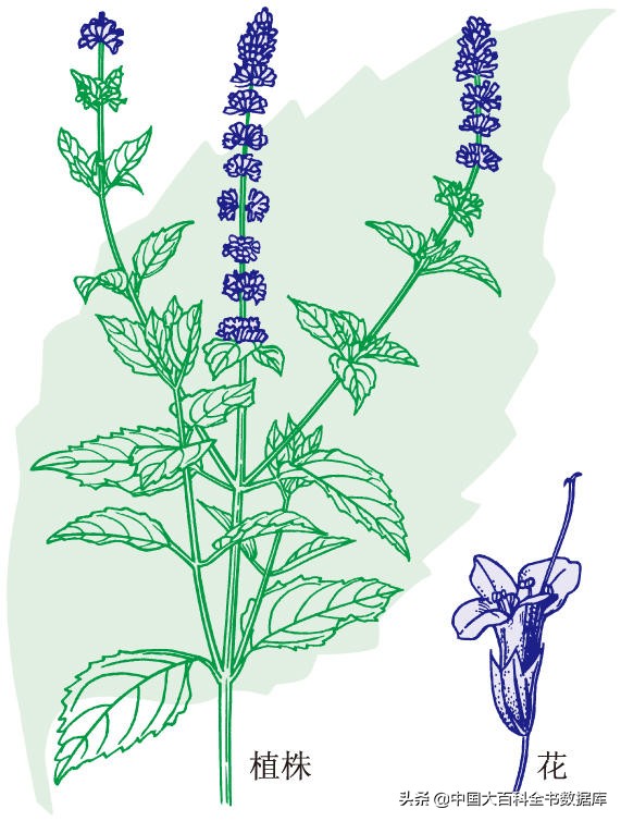 牙膏薄荷和留兰香区别,留兰香薄荷牙膏