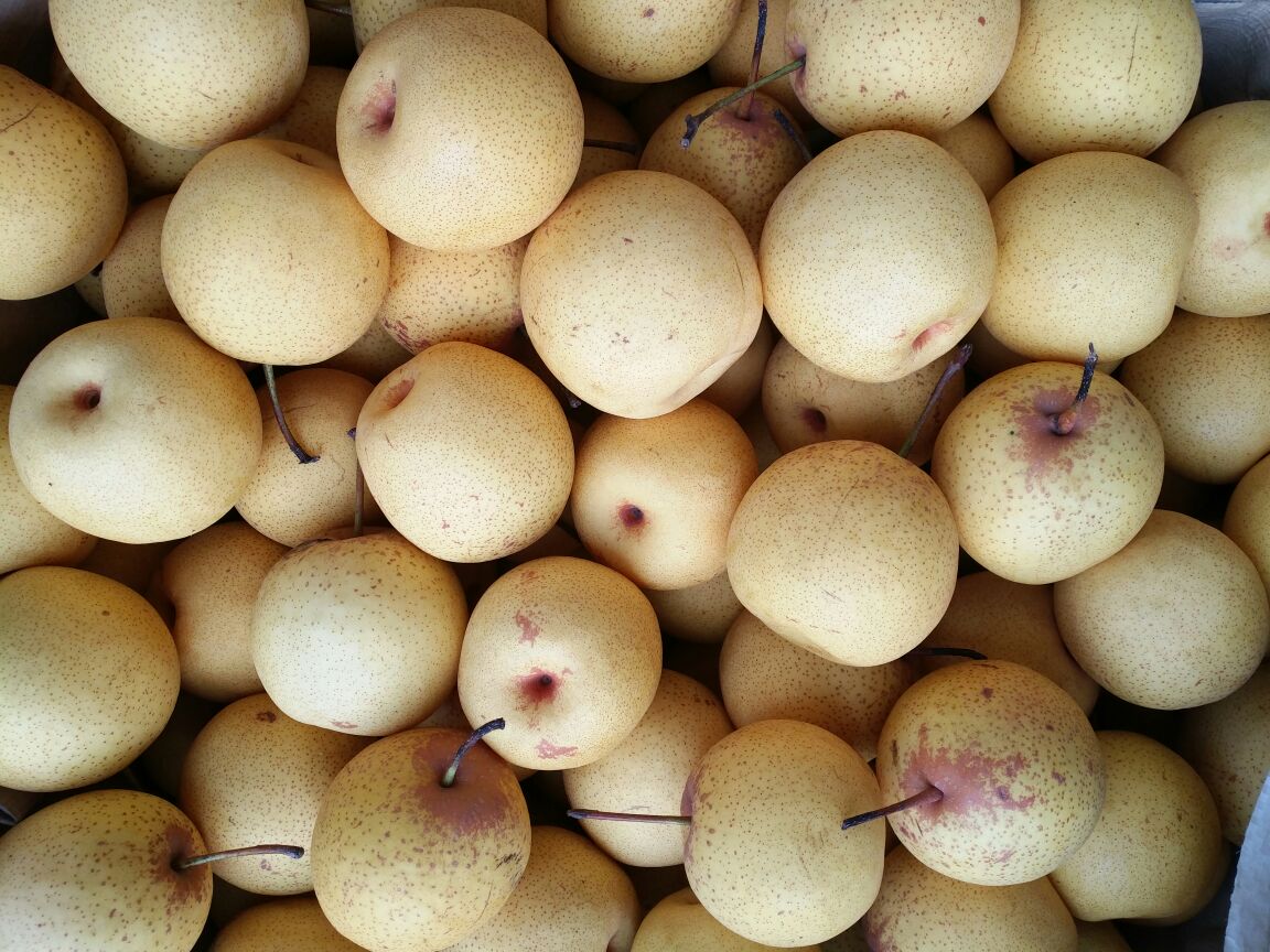 东北最有发展的沿海城市,东北为什么没有三线城市