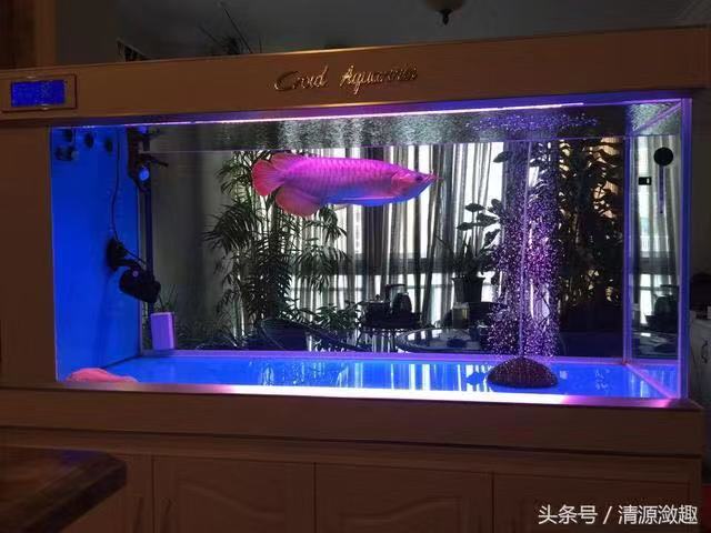 鱼缸养锦鲤鱼的方法和技巧,鱼缸新手养锦鲤鱼的正确方法