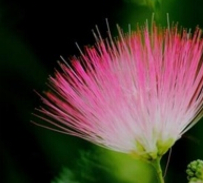 *欢合**花：花美叶美、有色有香的*欢合**花，管理与栽培