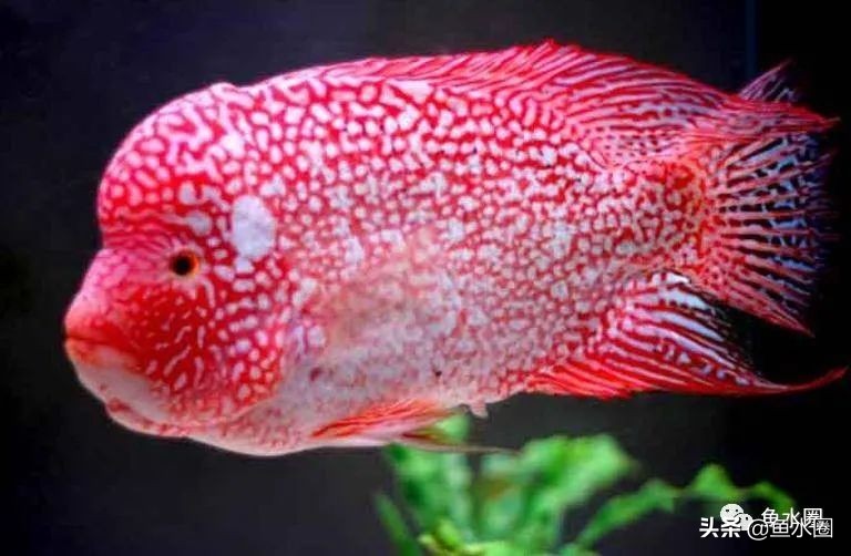 罗汉鱼身上亮片少是什么品种,罗汉鱼血麒麟和火凤哪个品种好
