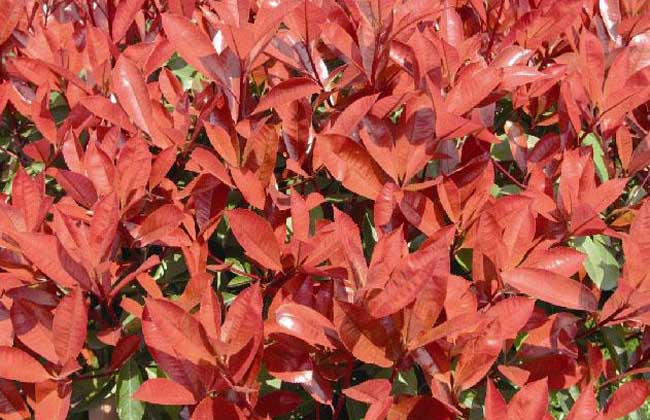 红叶石楠品种图片大全,红叶石楠可以嫁接哪些品种