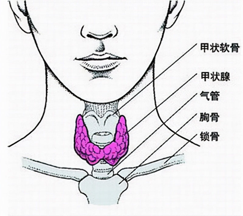 aml治疗桥本甲状腺炎,疏调气机汤组方