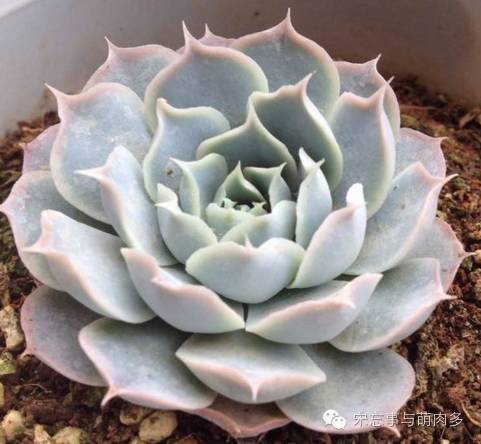 多肉月影系有哪些品种,月影系多肉品种大全