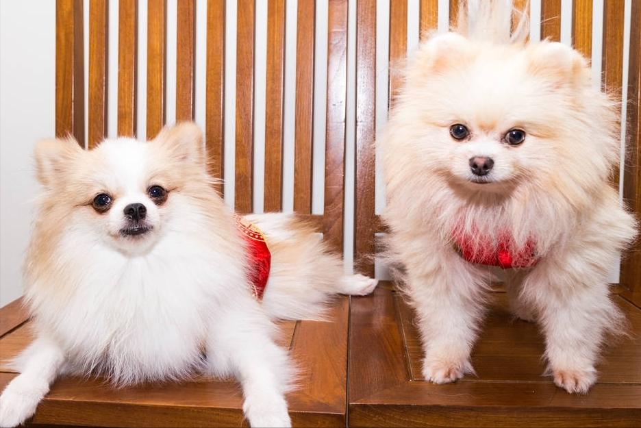 博美犬掉毛严重怎么治,博美犬真菌感染掉毛怎么治