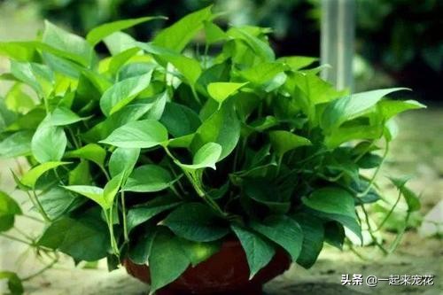 绿萝要怎么浇水才是绿油油的叶子,绿萝怎么养能叶子长得又大又肥