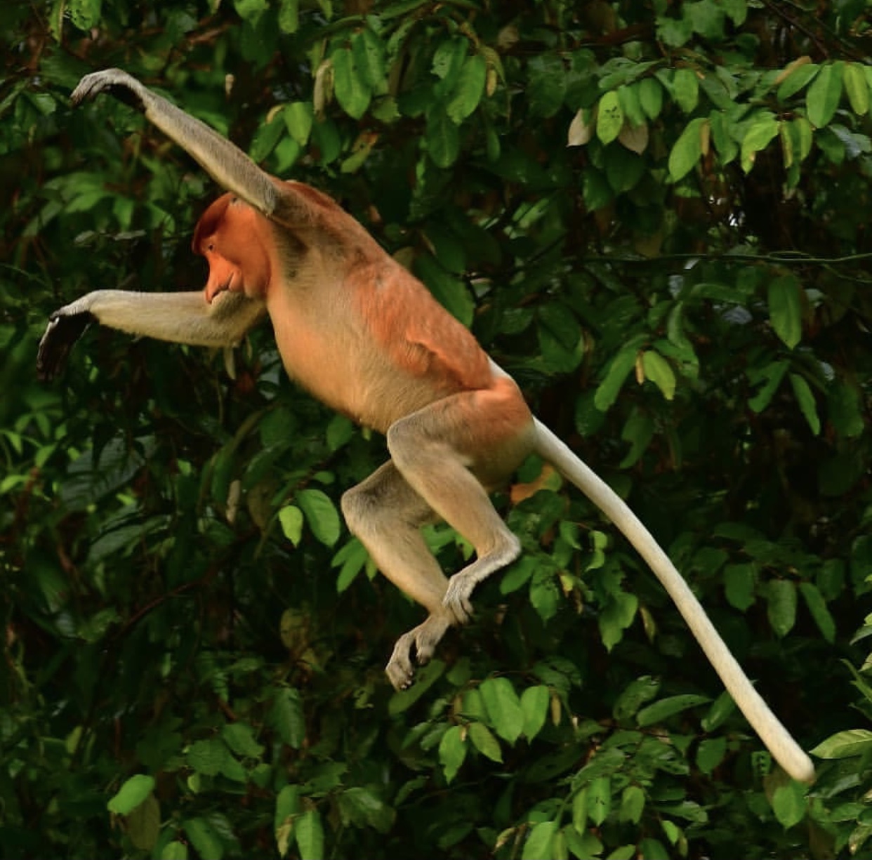 世界第一湾鳄,野性婆罗洲介绍