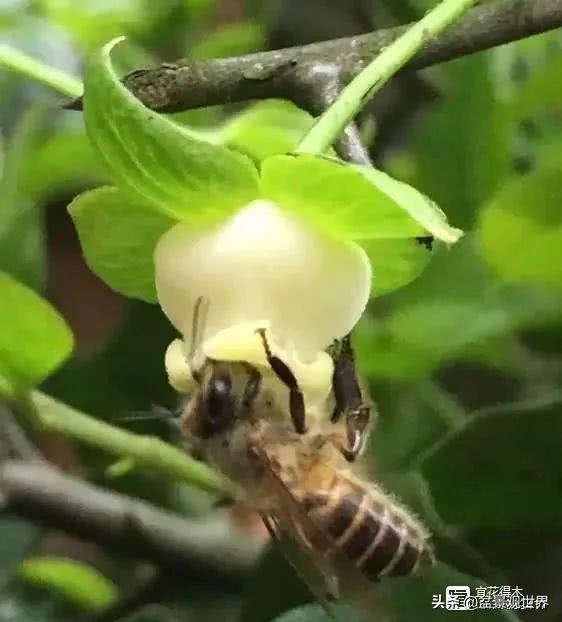 金弹子只养一棵会挂果吗,金弹子养了四年为什么不开花