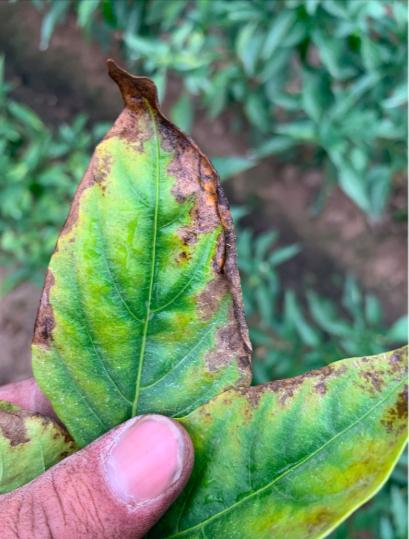 治疗工业辣椒炭疽病的高效农药,辣椒细菌性叶斑病和炭疽病区分
