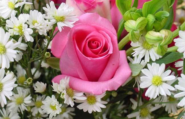 快看，小心别再搞错了！玫瑰花知识大全