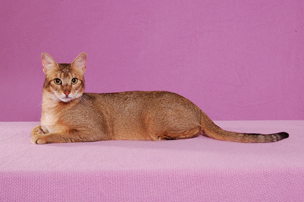 各种猫咪花纹品种,名贵品种猫咪大全