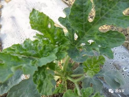 聚天门冬氨酸复合肥料,聚天门冬氨基酸有机水溶肥