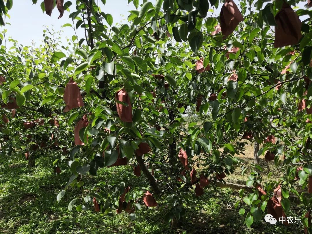 玉露香梨树腐烂病的防治,梨树腐烂病的防治农药残留多少