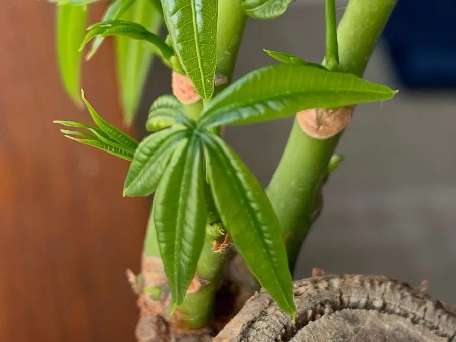 花买回来叶子蔫了怎么办,花掉花苞有什么好方法吗