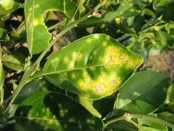 柑橘溃疡病的最佳防治时期,柑橘溃疡病的最佳防治措施