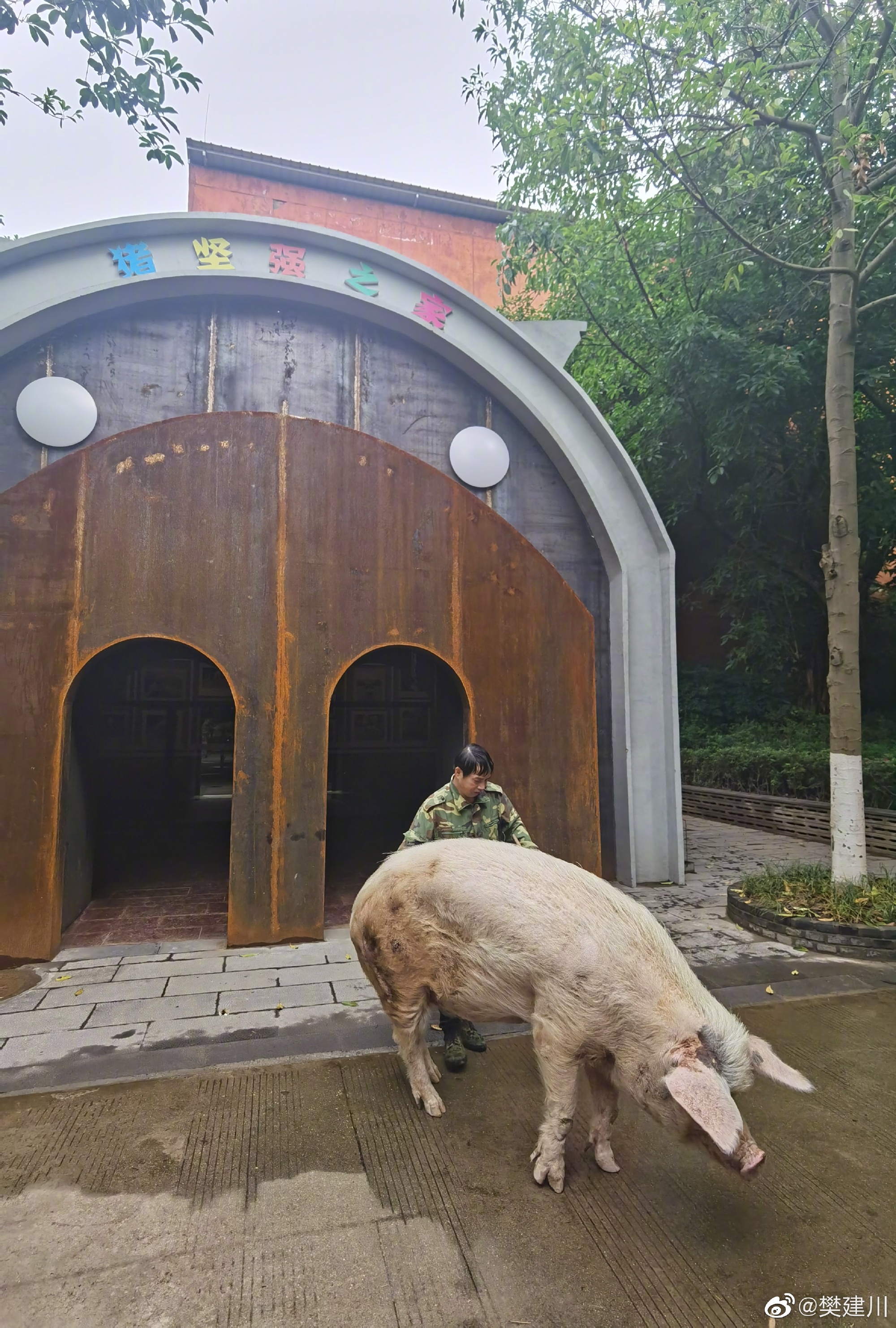 猪坚强在汶川大地震中枪了多少天,汶川大地震36天猪坚强的视频