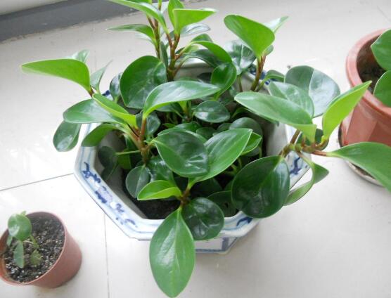 青叶碧玉怎么养,紫边青叶碧玉的养殖方法