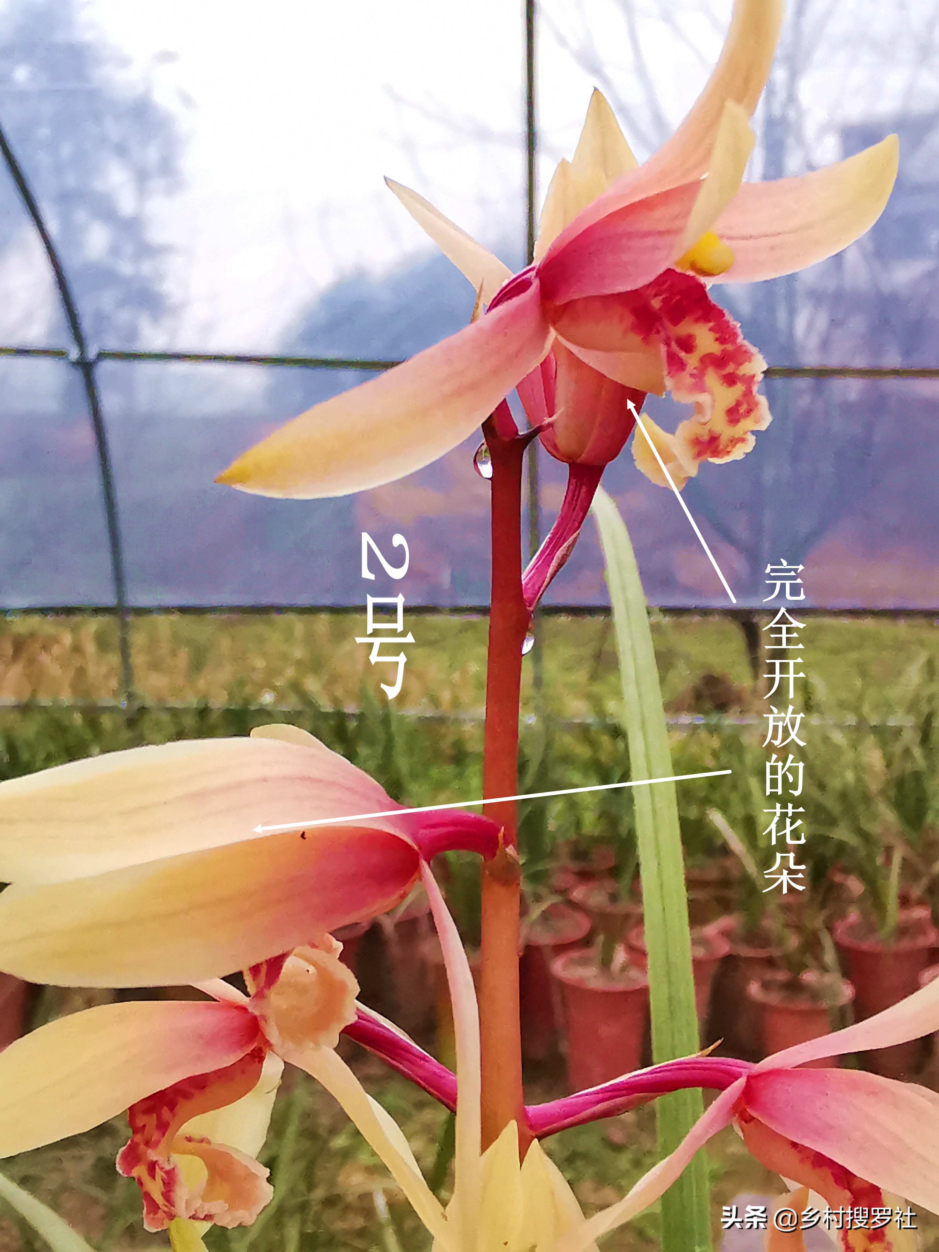 怎么通过花苞判断兰花开什么花,兰花要达到一个怎样的标准才开花