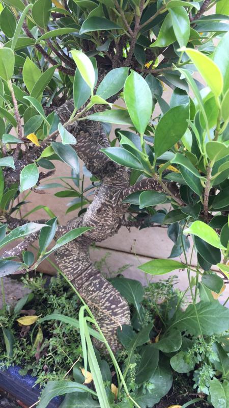 苹果盆景修剪技巧图解,新手也能学会的修剪盆景技巧