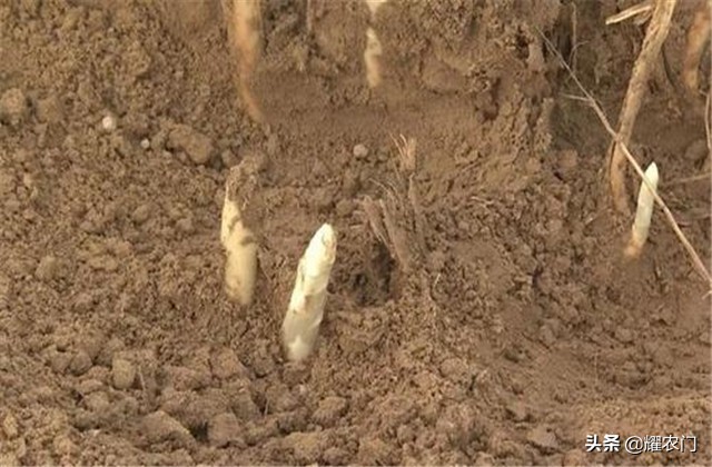 白芦笋的种植方法和时间,芦笋怎样种植比较好吃