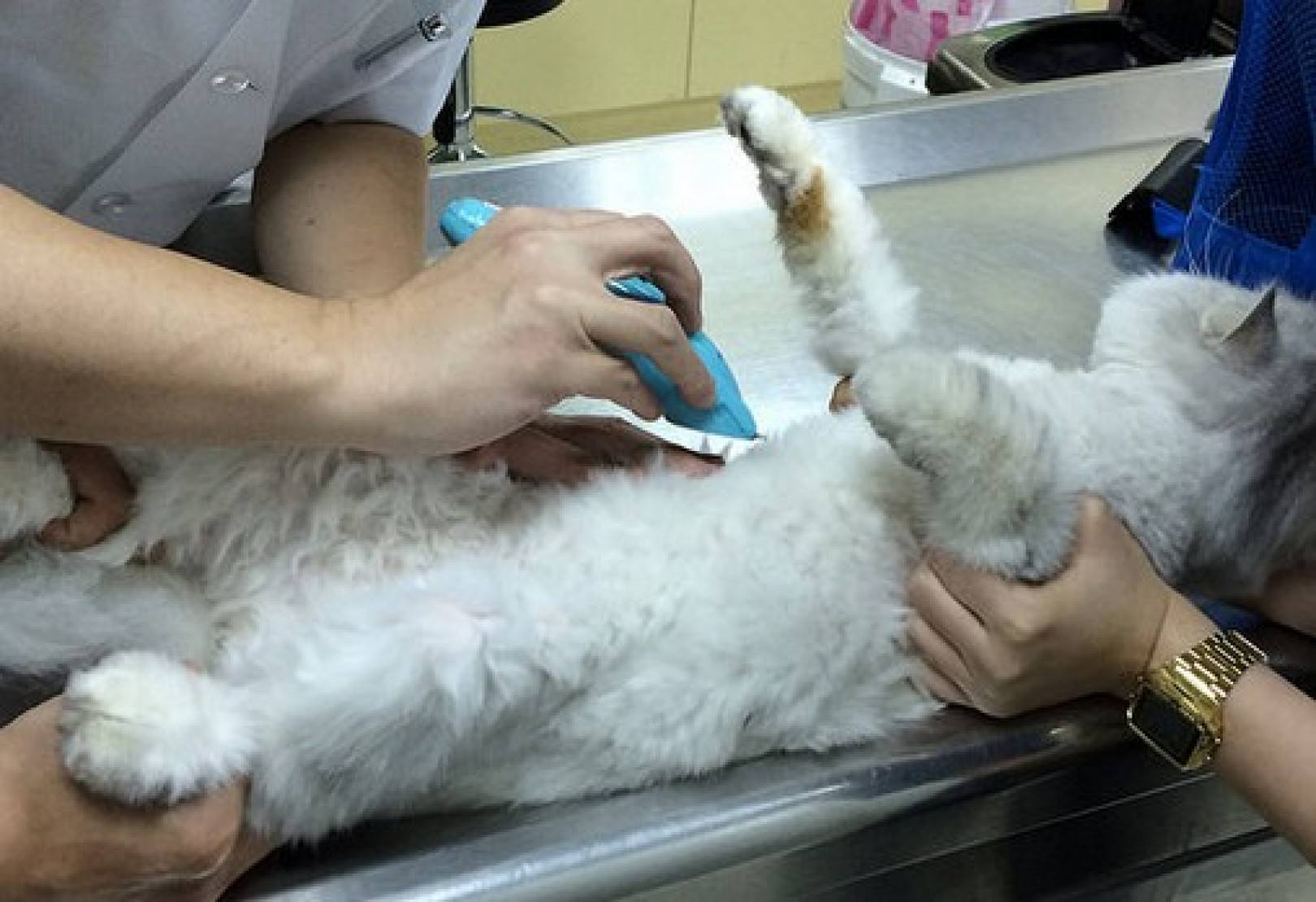 猫突然猝死是什么原因,什么会使猫急性死亡