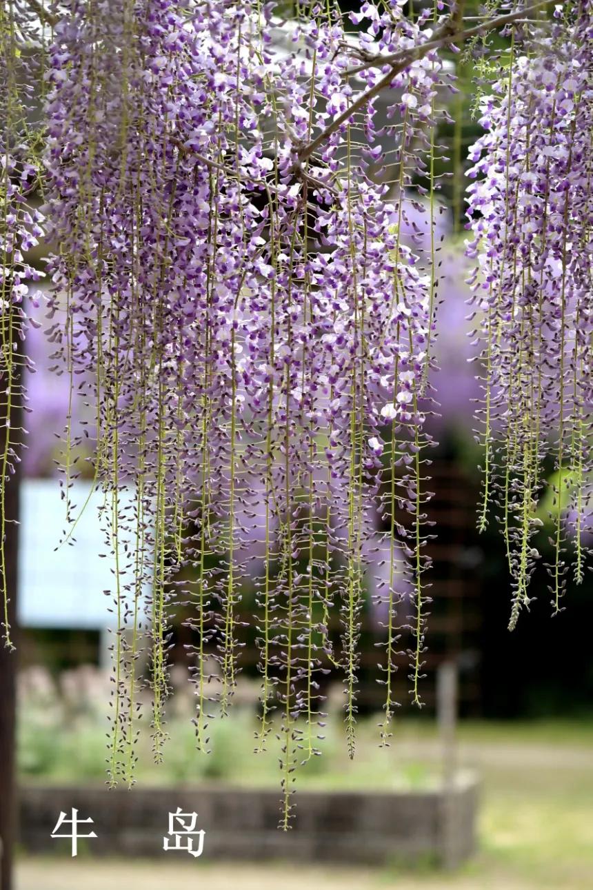 网红古树紫藤花,网红紫藤花