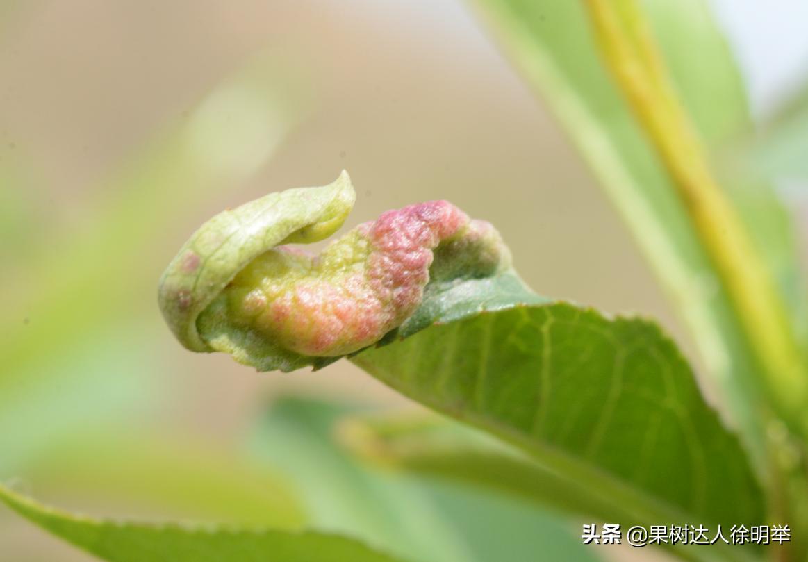 造成桃树卷叶的虫是什么,桃树卷叶虫特重怎么治