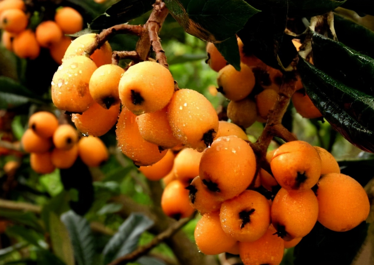 五月枇杷黄似橘诗句,五月枇杷黄似橘原文