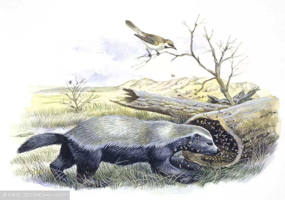 你们吃的野味蜜獾，居然是称霸非洲的平头哥