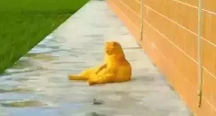 自从有了橘猫,我终于体会到什么叫“十橘九渣”!