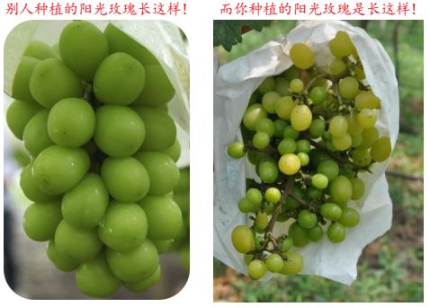 现在种植什么葡萄最赚钱,葡萄产业赚钱项目