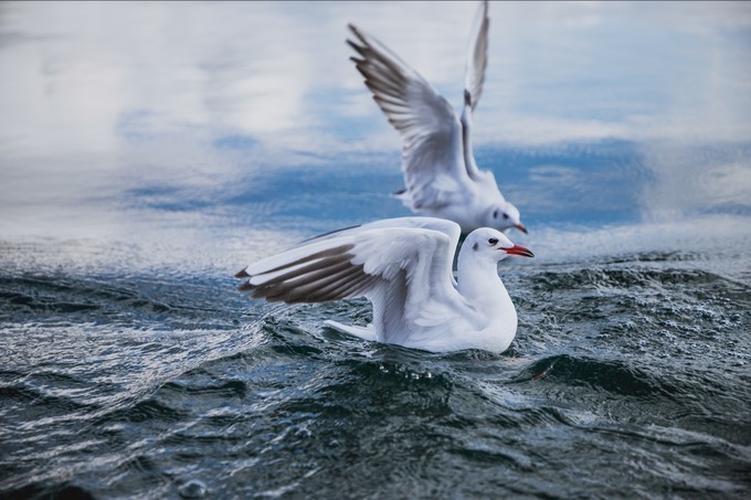 消失的地平线上的“香巴拉”和“女儿国”（二）