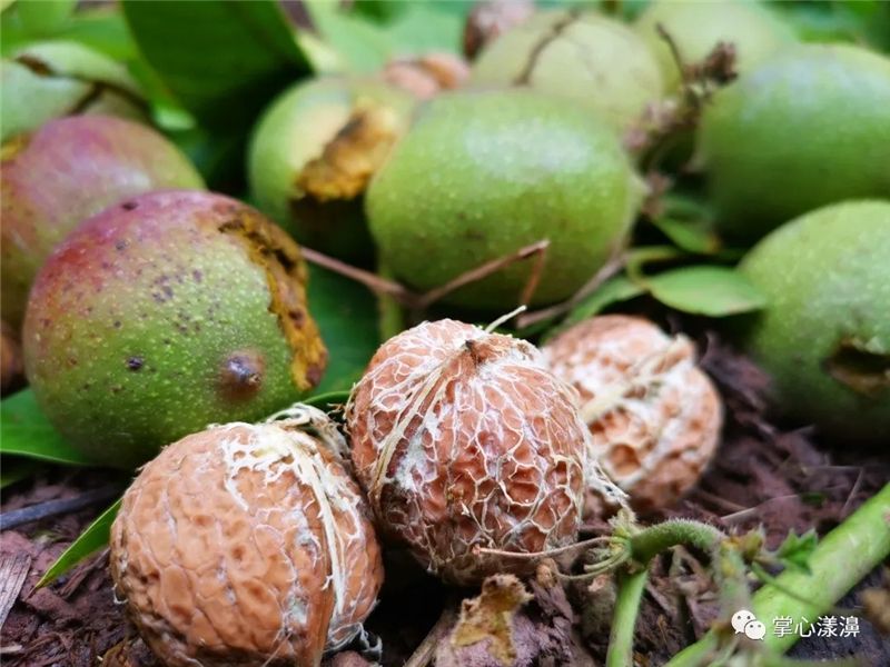 9月份云南有什么好吃水果,云南瓜果飘香有你最爱的吗