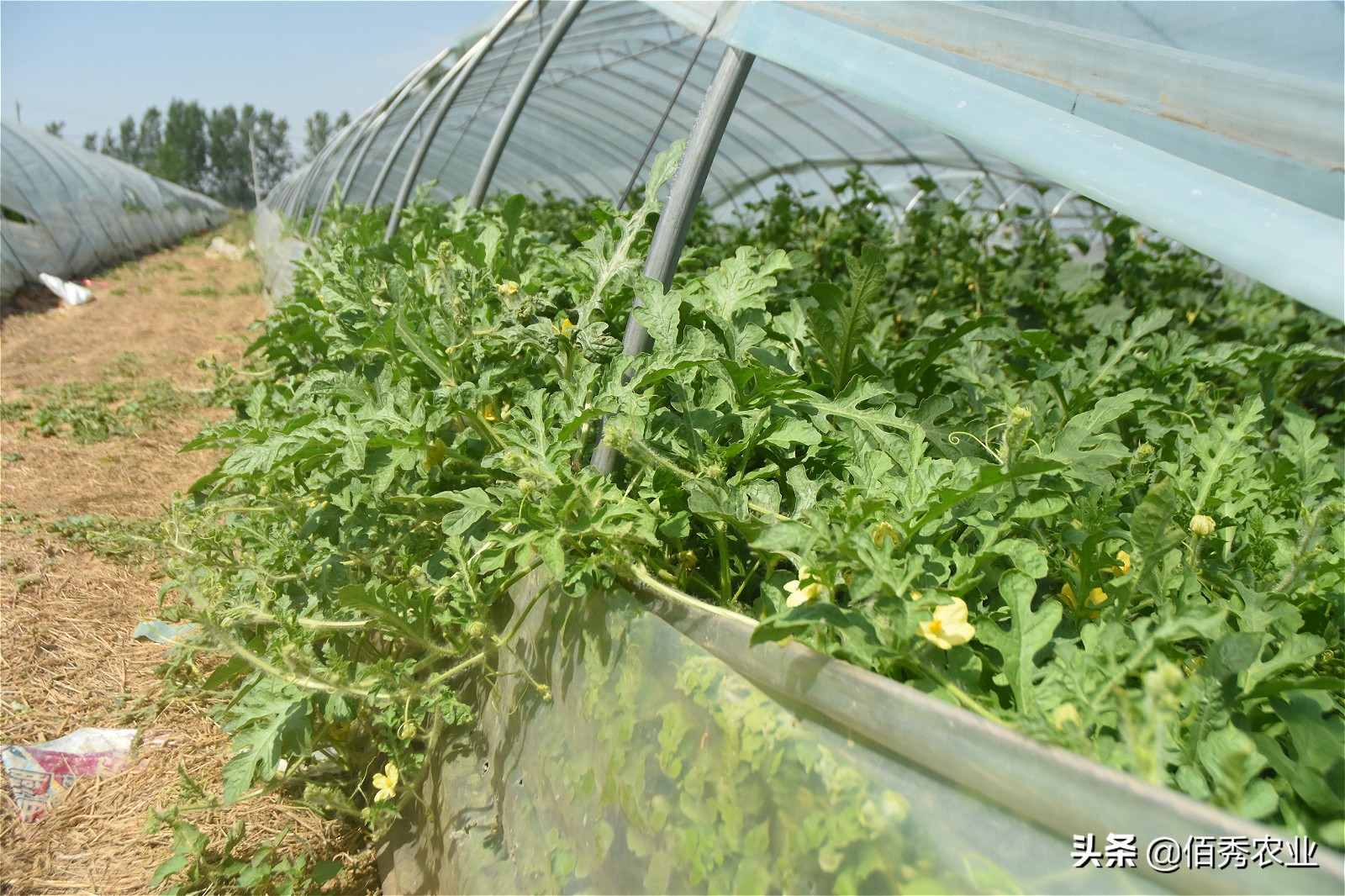 黄皮西瓜种植效益,反季节种植西瓜一亩收入