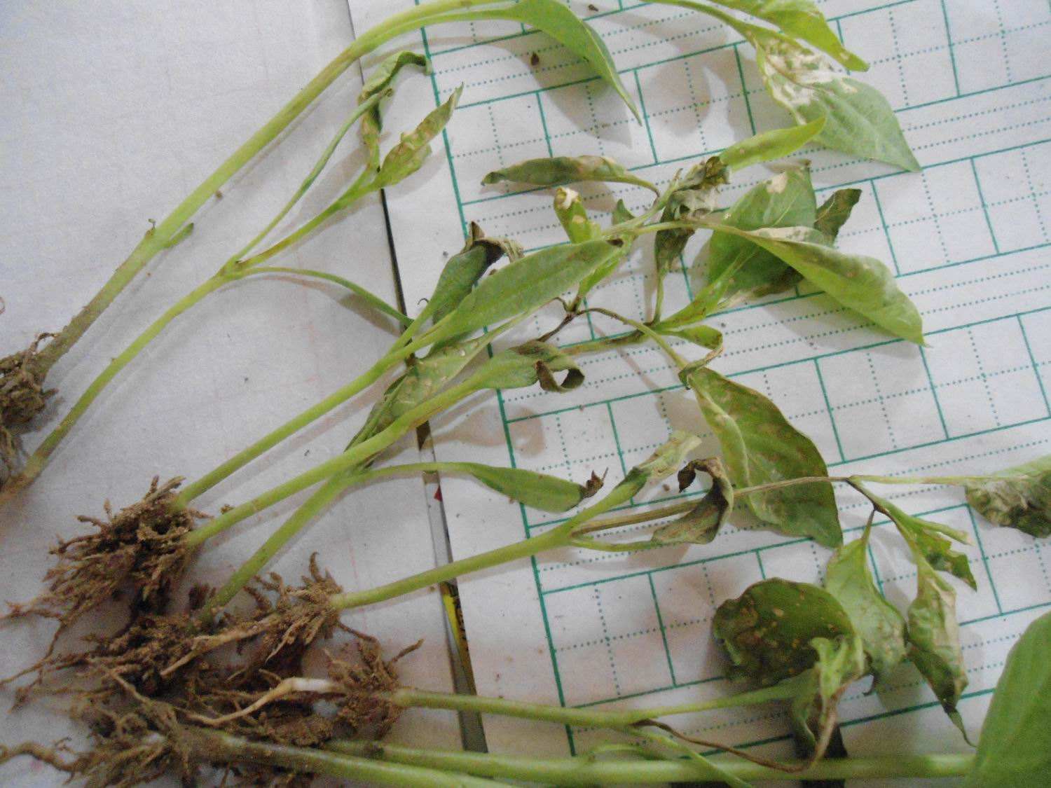 辣椒苗根部长白霉点是什么原因,辣椒茎杆腐烂并长白霉是什么病