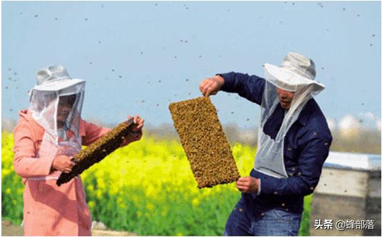 初学养蜂看什么书最好,中蜂养蜂必备书籍