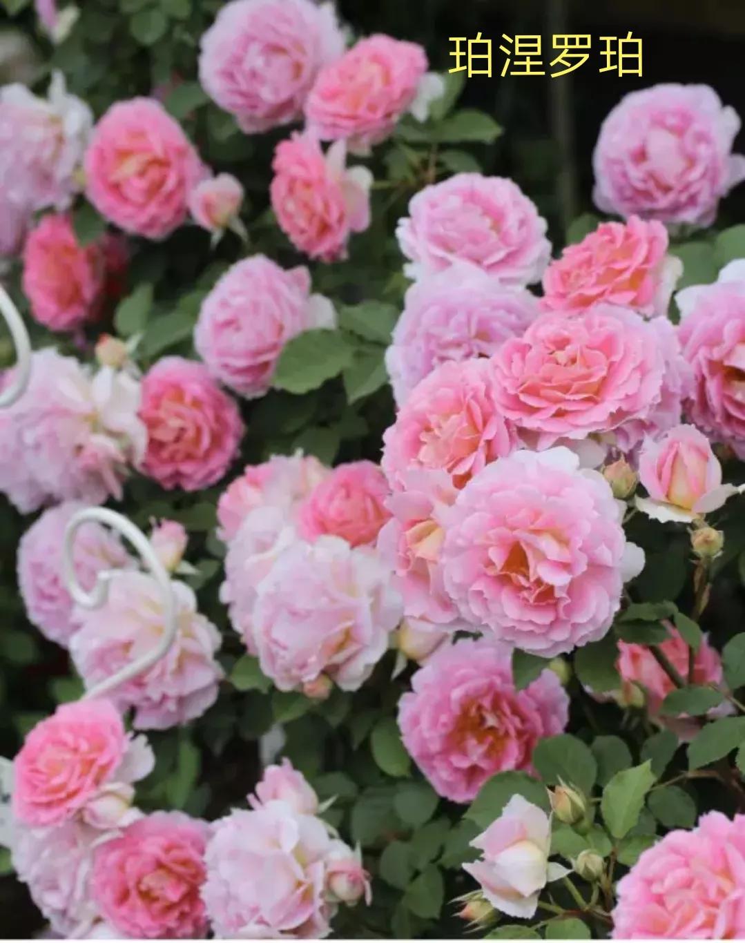 木村卓功推荐的月季,木村卓功月季