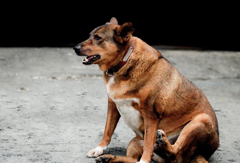 狗狗绝育大概多长时间会长胖,狗狗绝育后饮食怎么调理